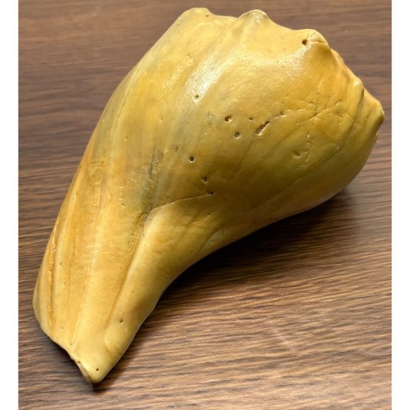 Vintage Whelk Conch Shell North Carolina Atlantic Ocean Nautical Beach Decor - Picture 4 of 7